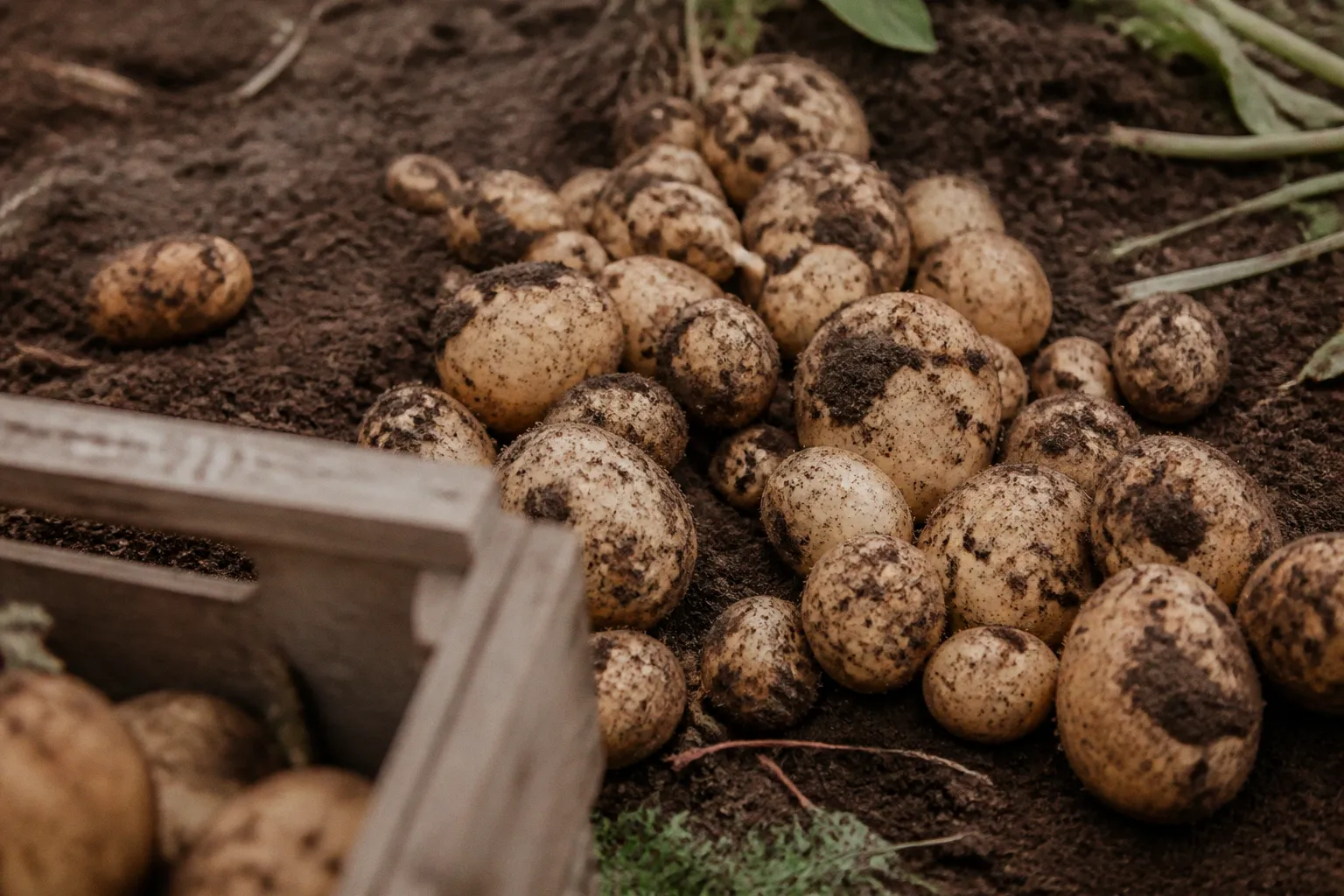 Bekaa Valley potato harvest: 5 ways to reduce bruising