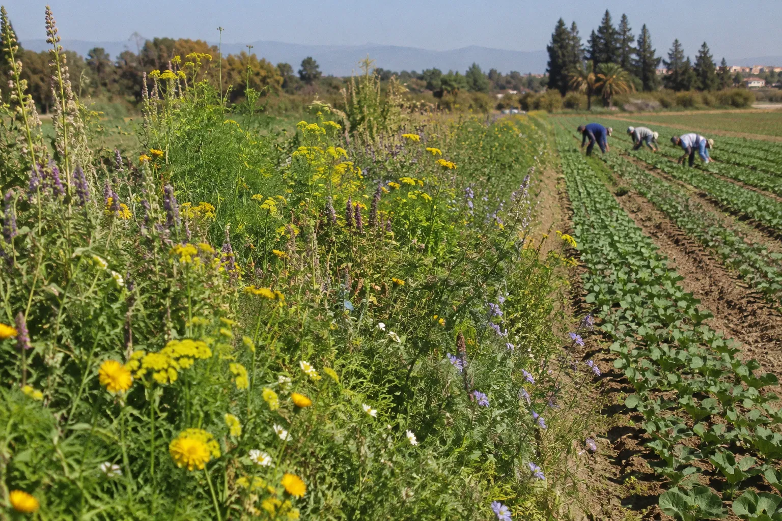Beneficial Insect Hedgerows: A 4-Stage Farm Project