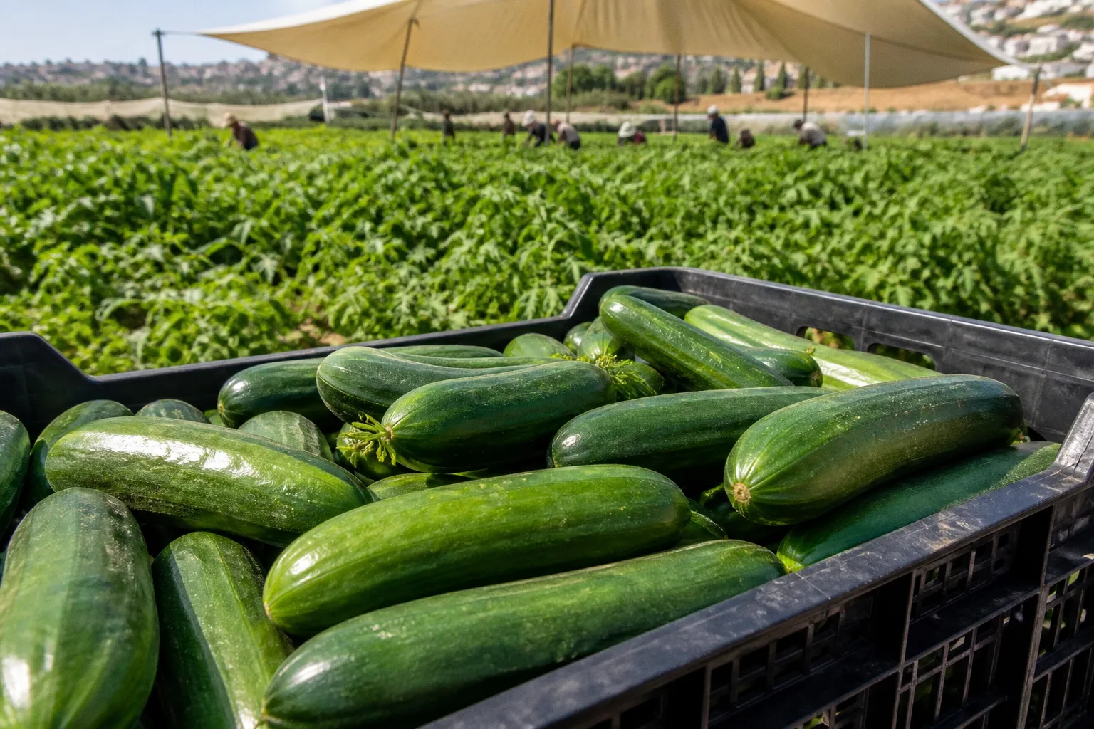 Beyond Security: How State Recovery Efforts Shape South Lebanon’s Agricultural Future