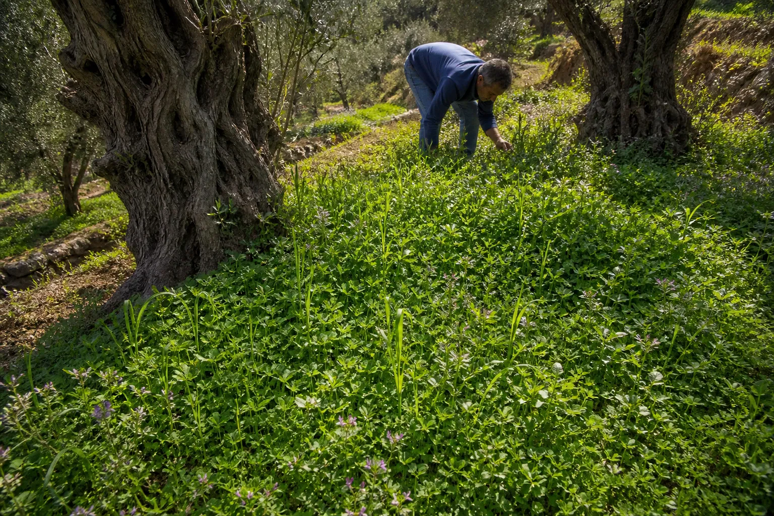 Cover crops for Lebanese orchards: an implementation plan