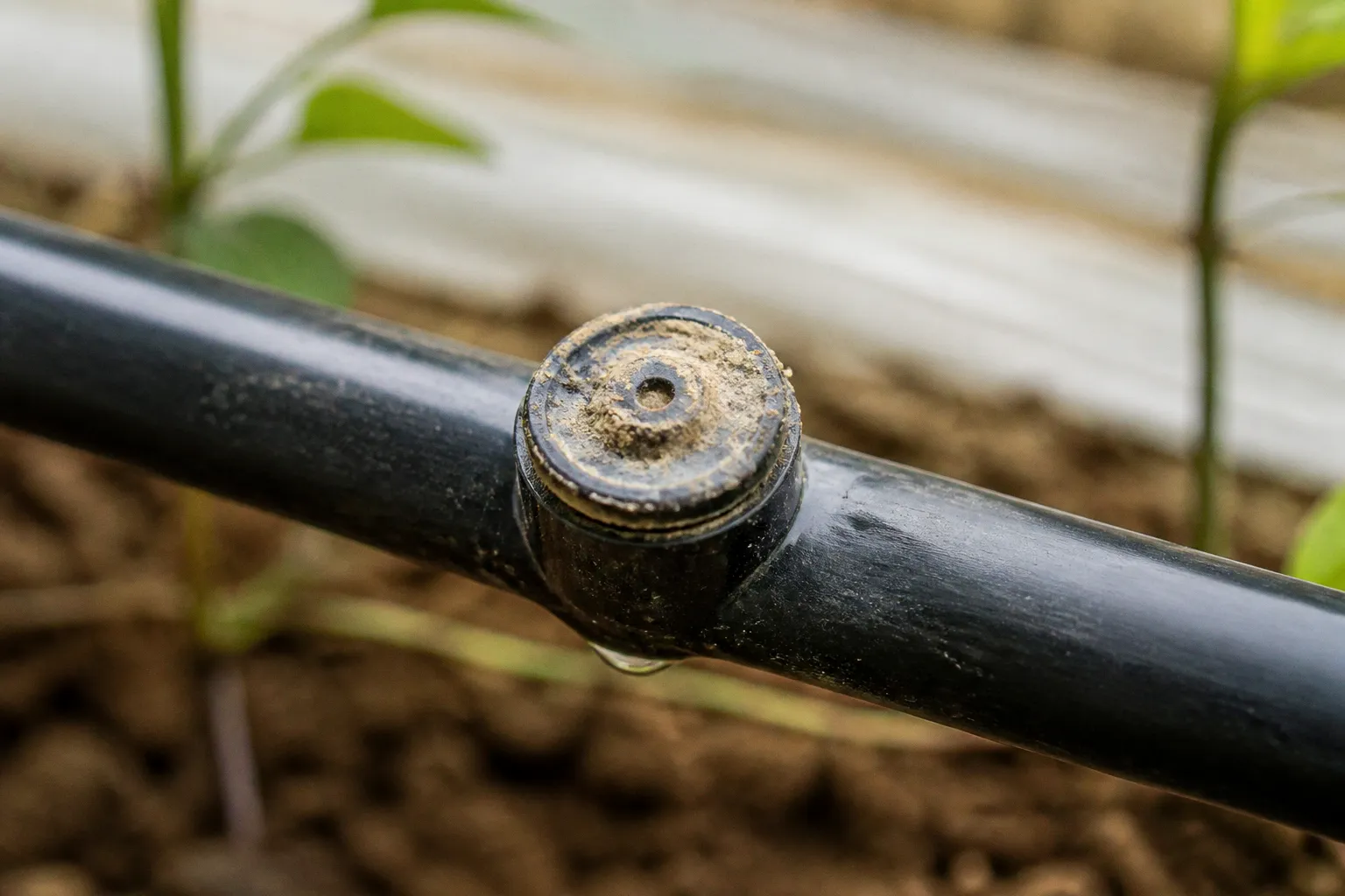 Drip irrigation clogging: 4 ways to prevent it
