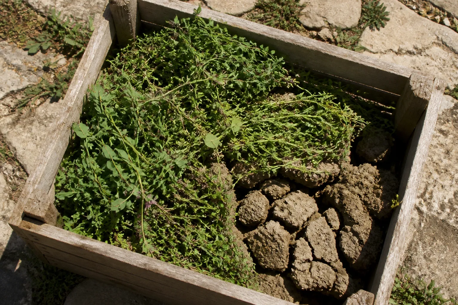 Green manure selection for dry Lebanese soils