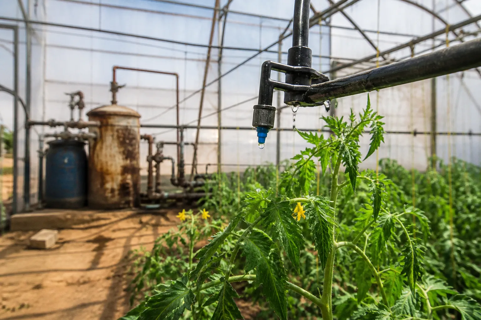 Greenhouse fertigation: manual to automated shift