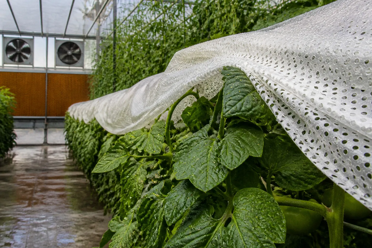 Greenhouse heat stress: 5 ways to cool Lebanese crops
