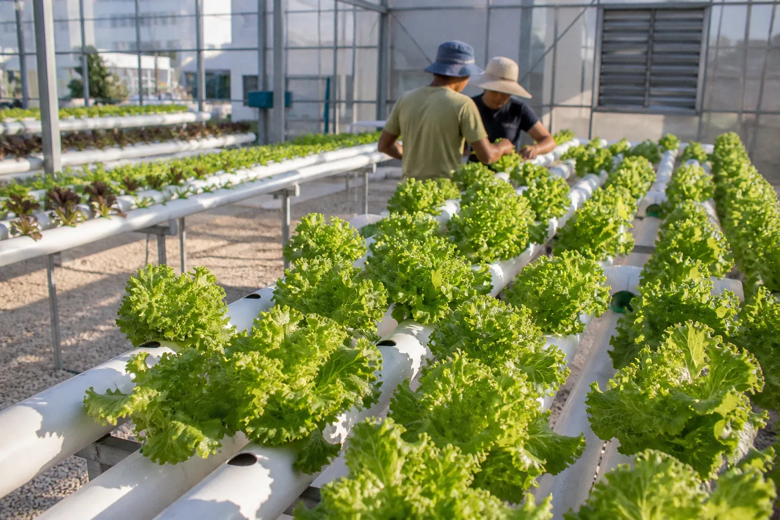 Greenhouse hydroponics in Lebanon: a step-by-step project