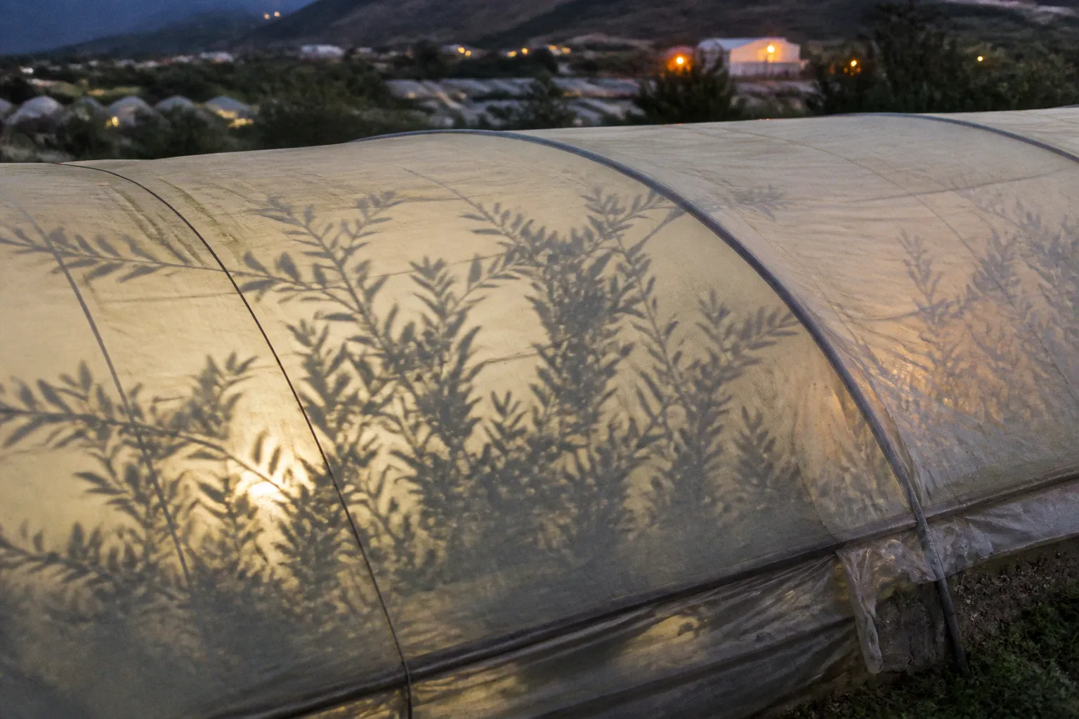 Greenhouse plastic: choosing the right film for Lebanese climates