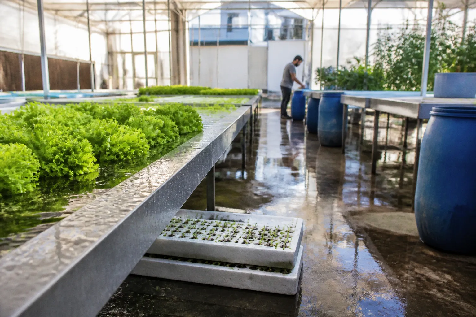Hydroponic algae: a quick hydrogen peroxide fix
