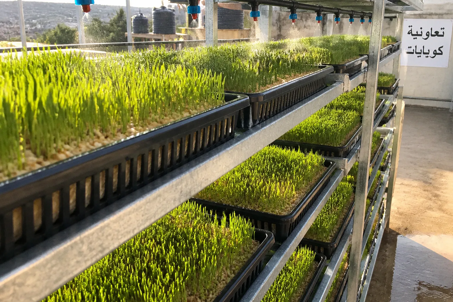 Hydroponic fodder system: a four-stage setup guide