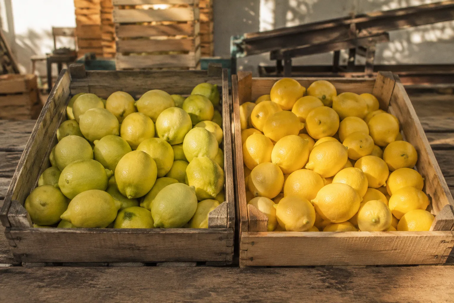 Lebanese citrus degreening: fruit quality before and after