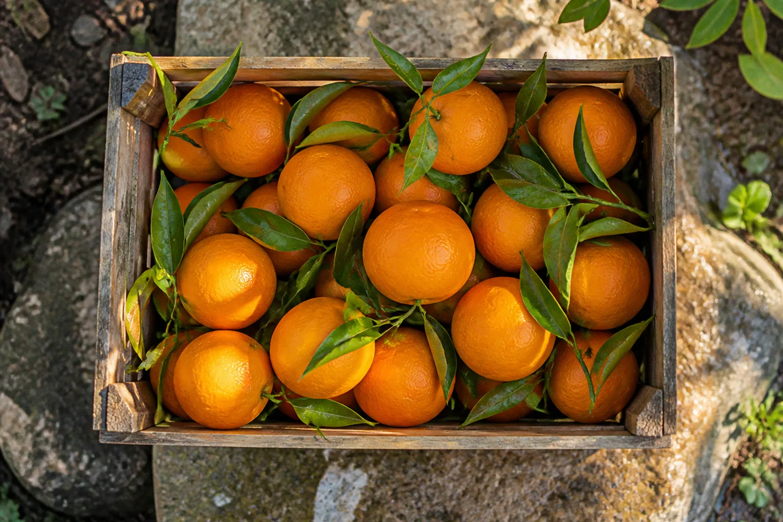 Lebanese Citrus Varieties: Export Selection Guide