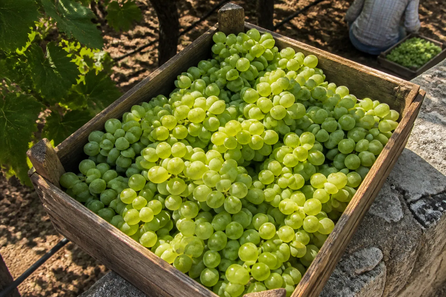 Lebanese table grape harvest: a five-stage export project