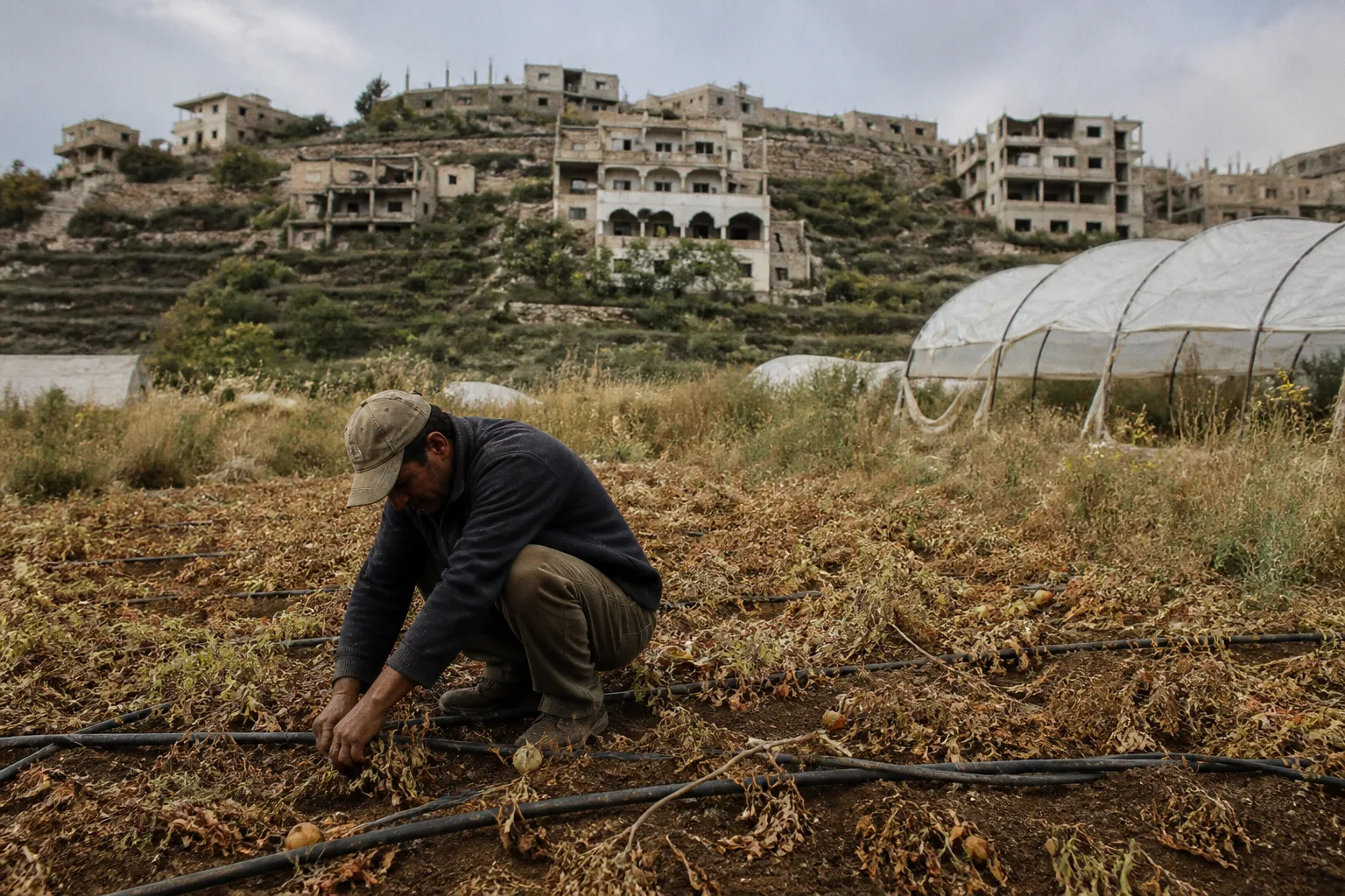Lebanon’s Agricultural Sector Faces Dual Crisis of Conflict Damage and Severe Drought