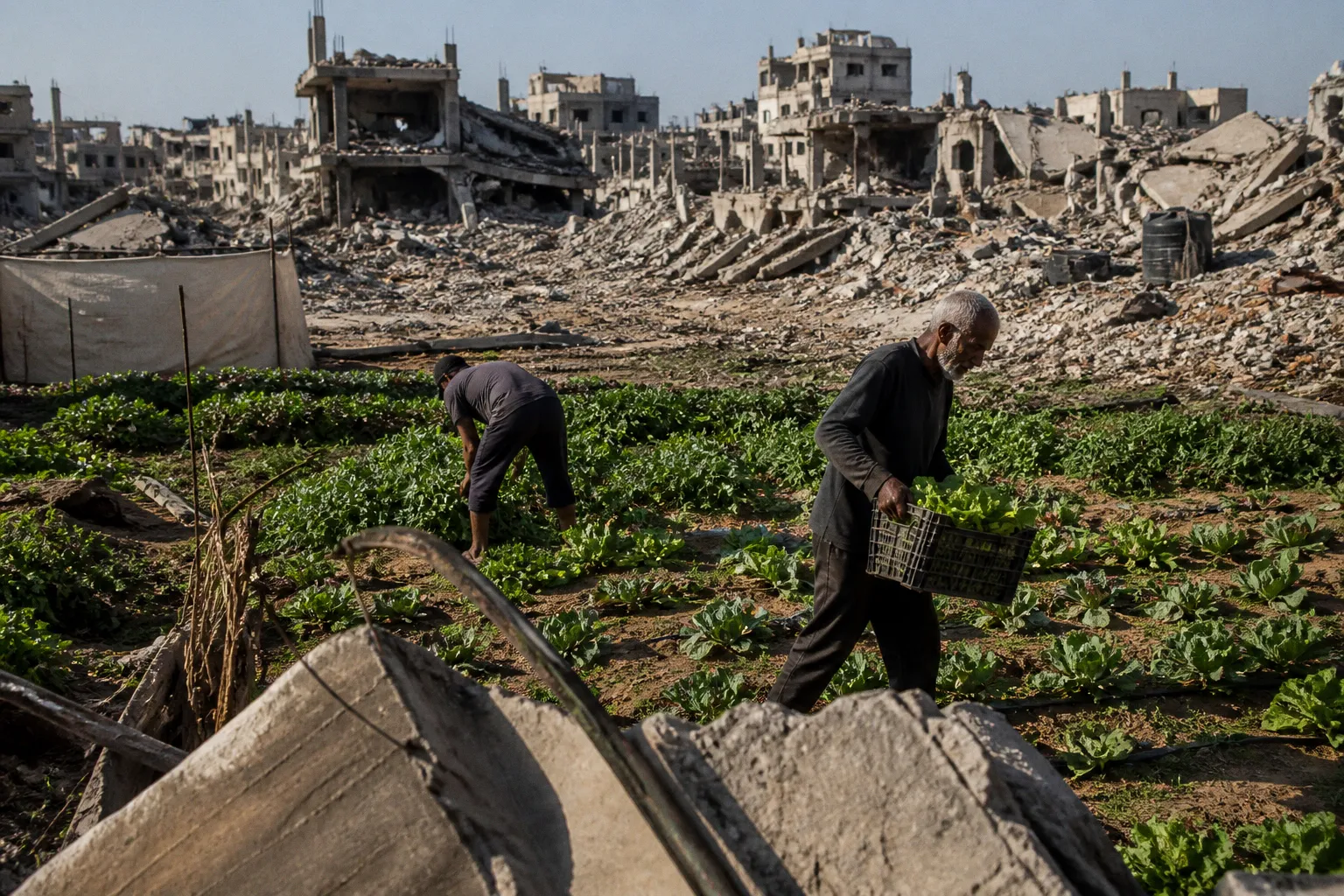 Lessons from Gaza: Why Lebanese Cooperatives Must Strengthen Their Export Resilience