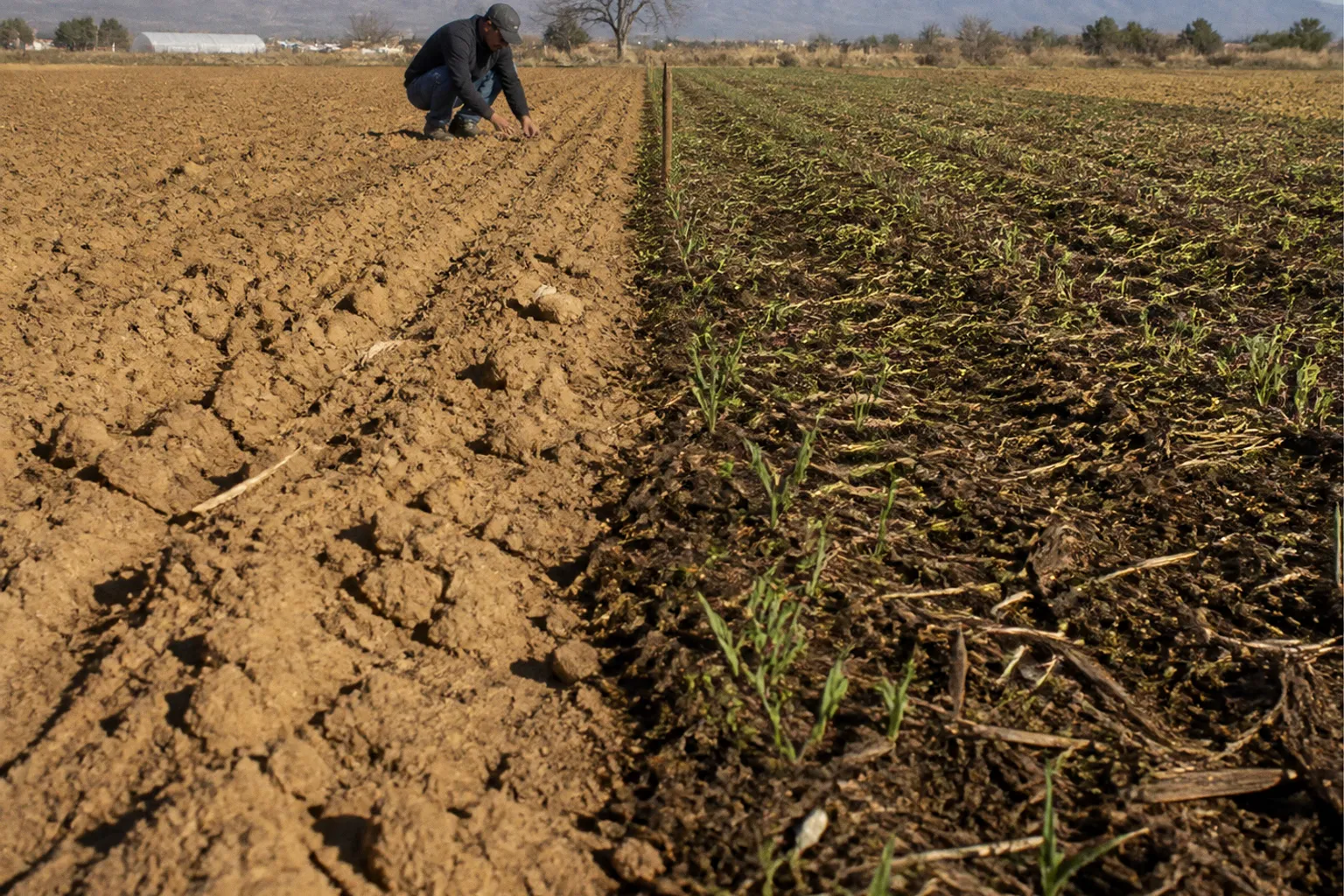 No-till transition in Bekaa: soil health before and after
