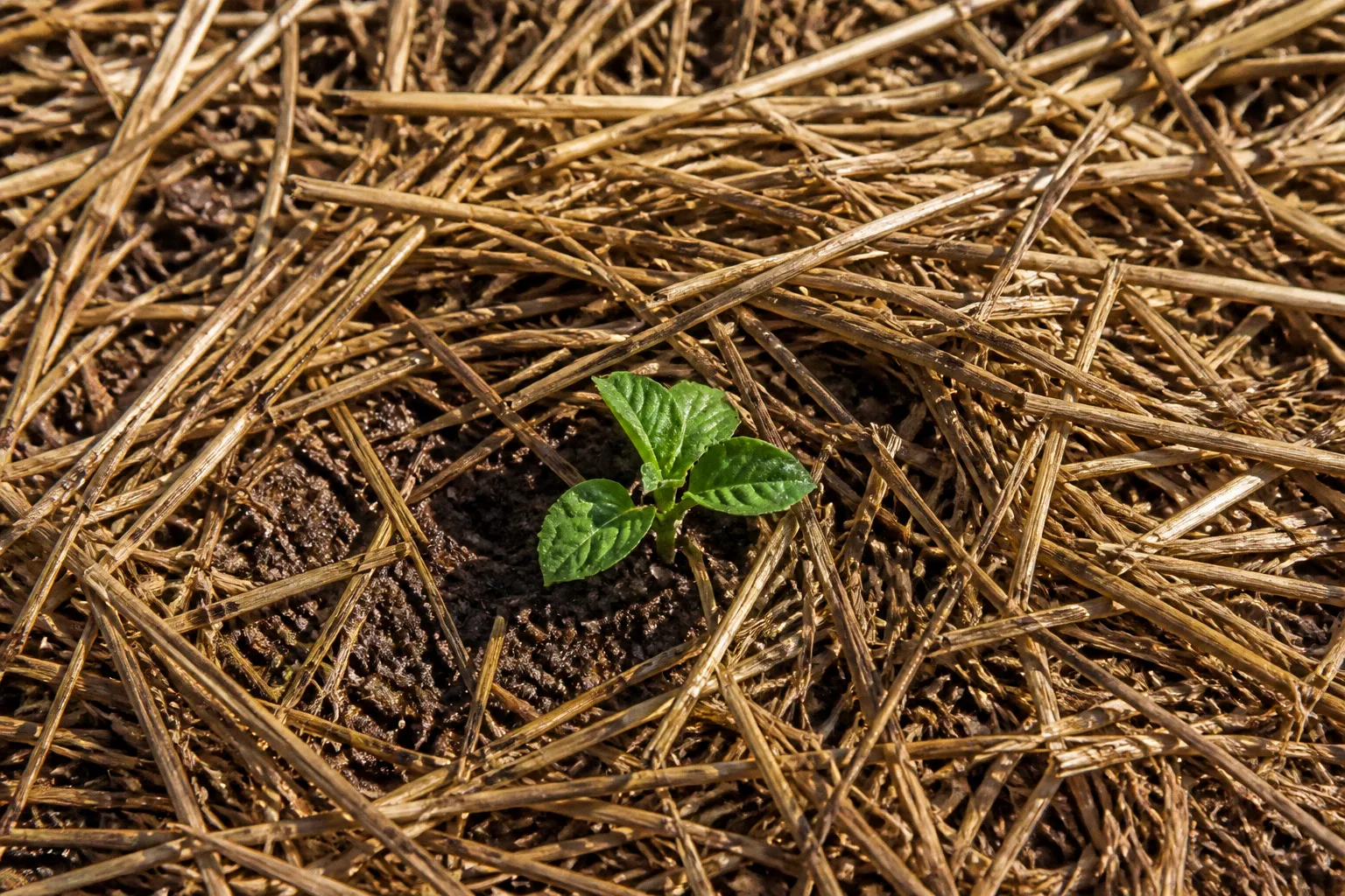 Organic mulch: instant water savings for Bekaa farms