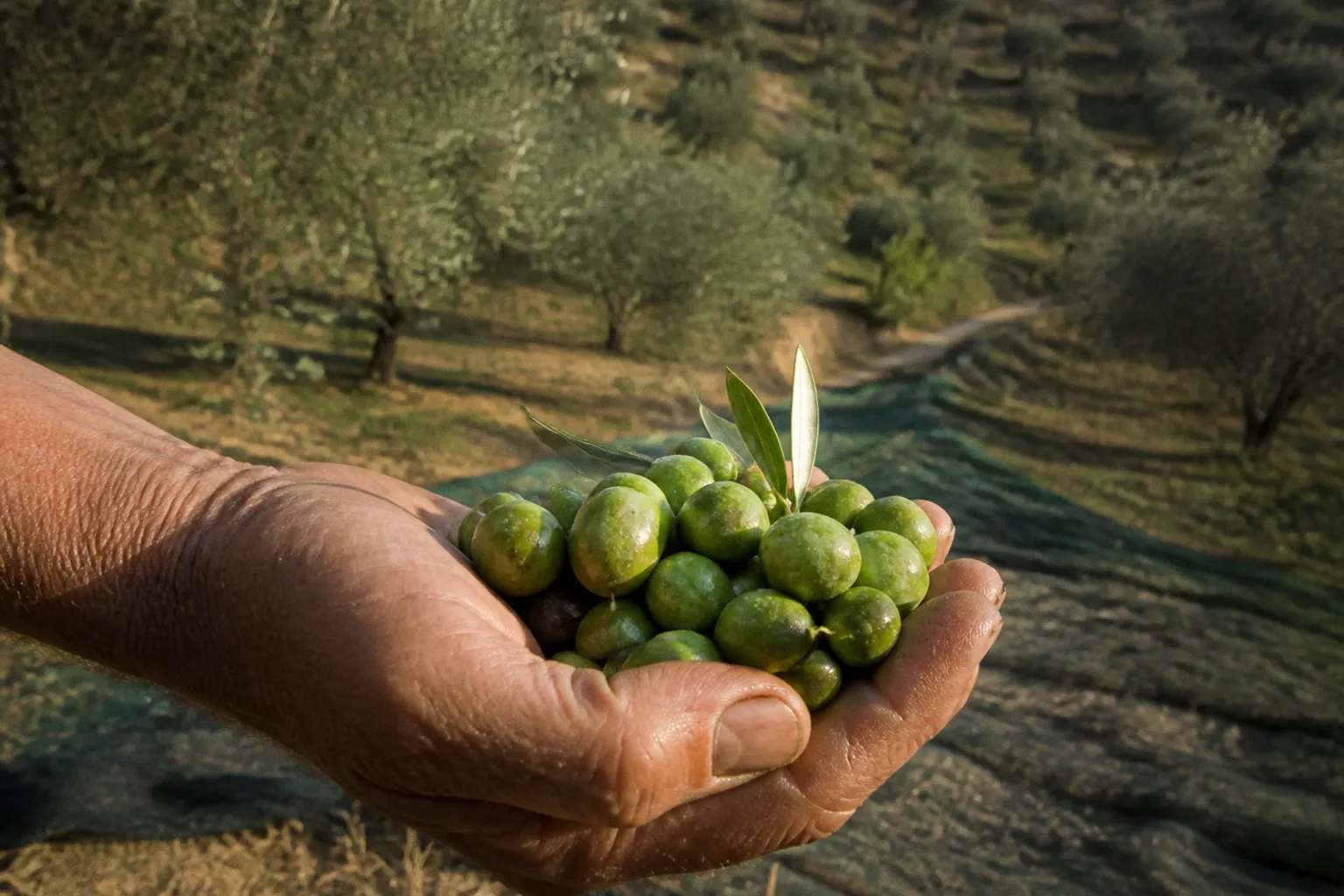 Organic olive transition: a step-by-step orchard project