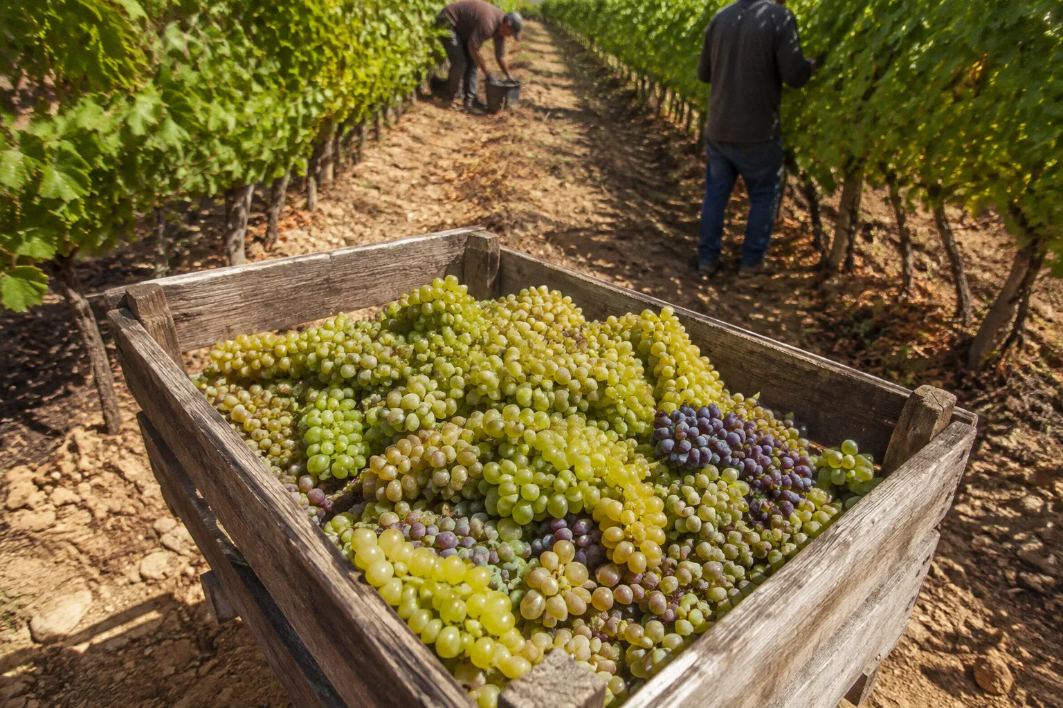 Organic Vineyard Conversion: A Lebanese Field Roadmap