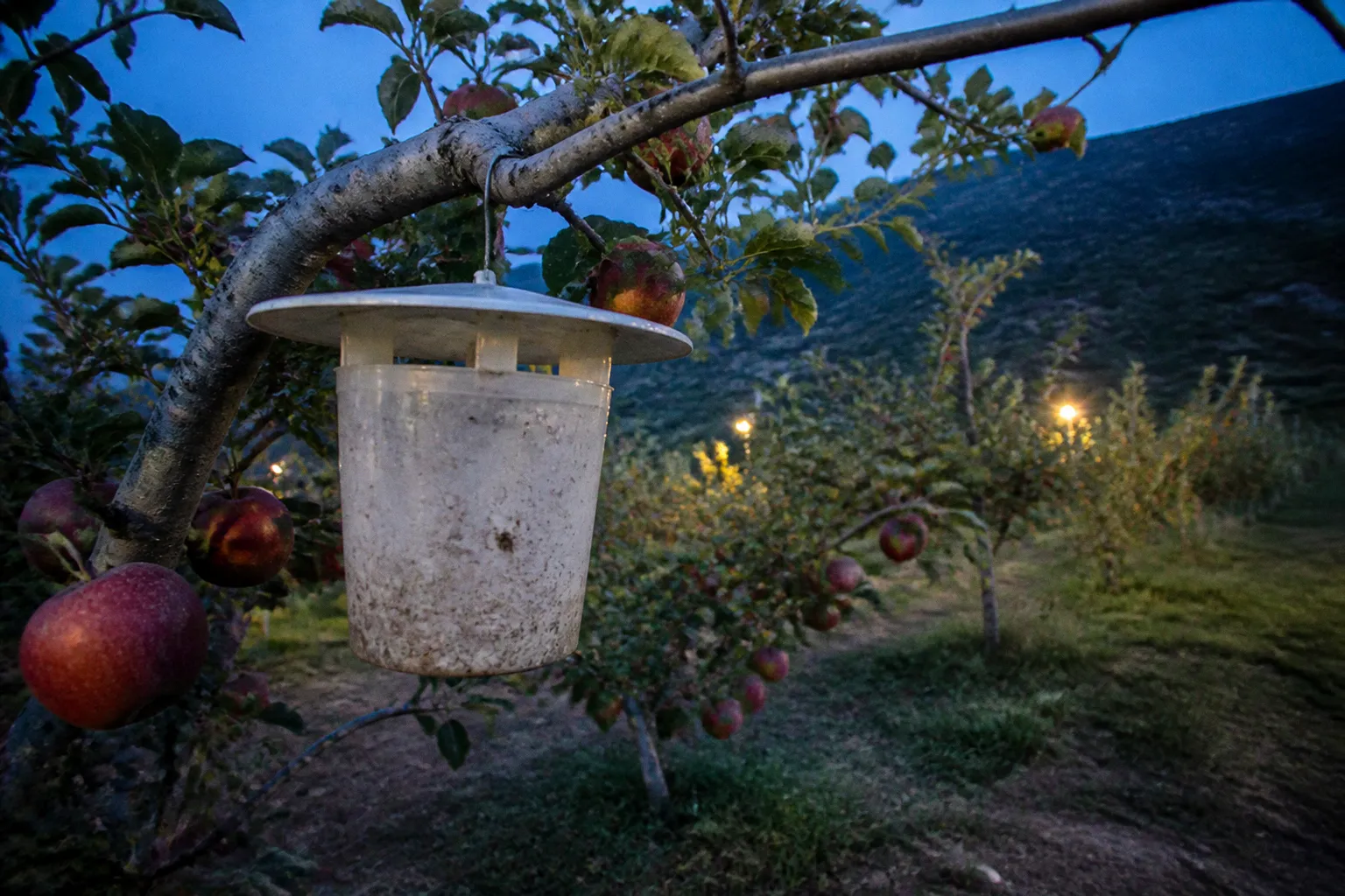 Pheromone traps in apple orchards: pest control shifts
