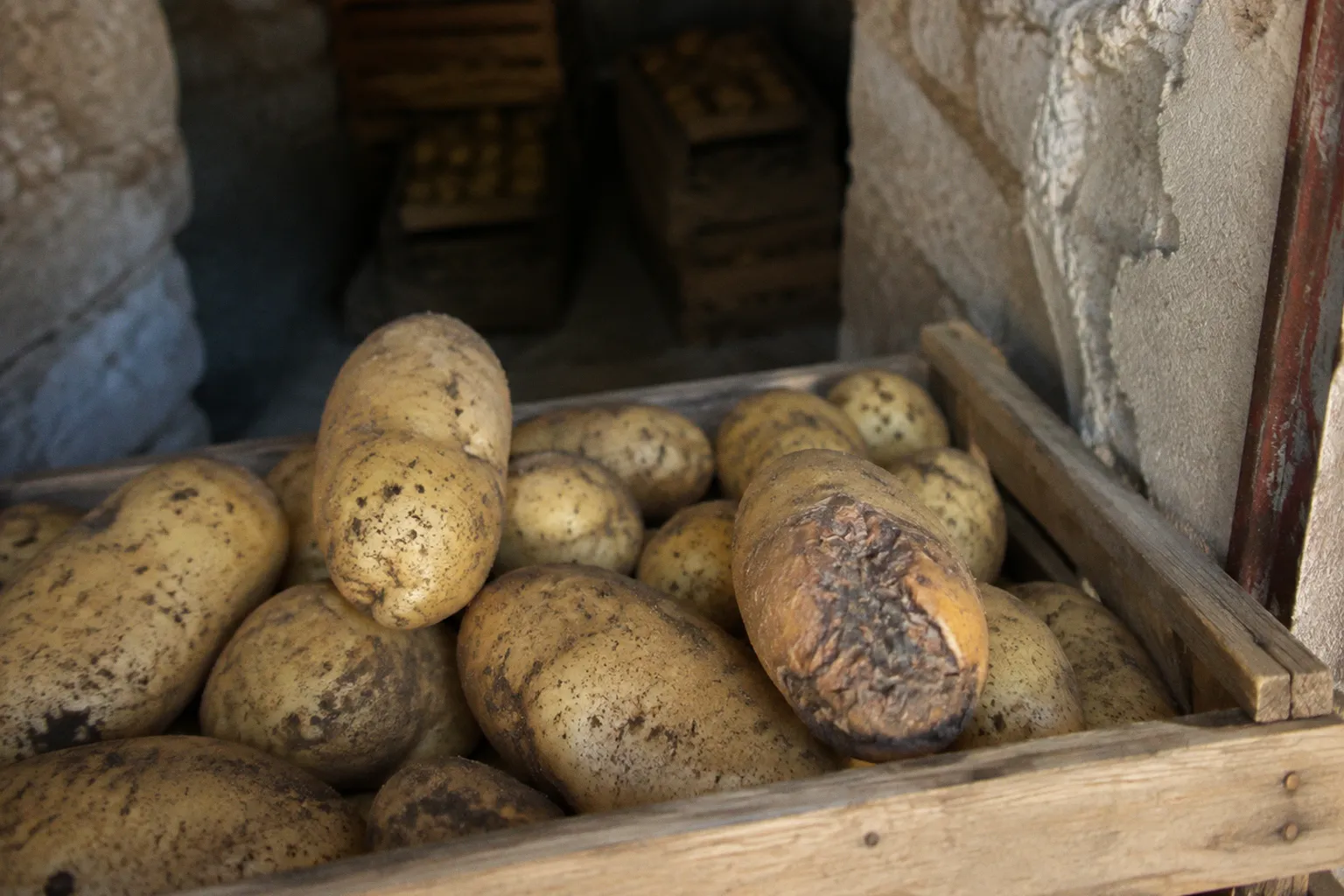 Potato storage rot: 5 proven methods for Bekaa farms