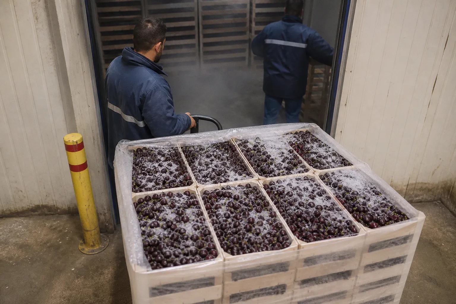 Precooling setup for Lebanese cherry export pallets