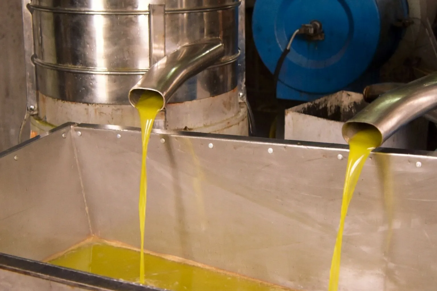 Strategic Harvest Scheduling: New 2026 Guidelines for Olive Growers and Mill Operators