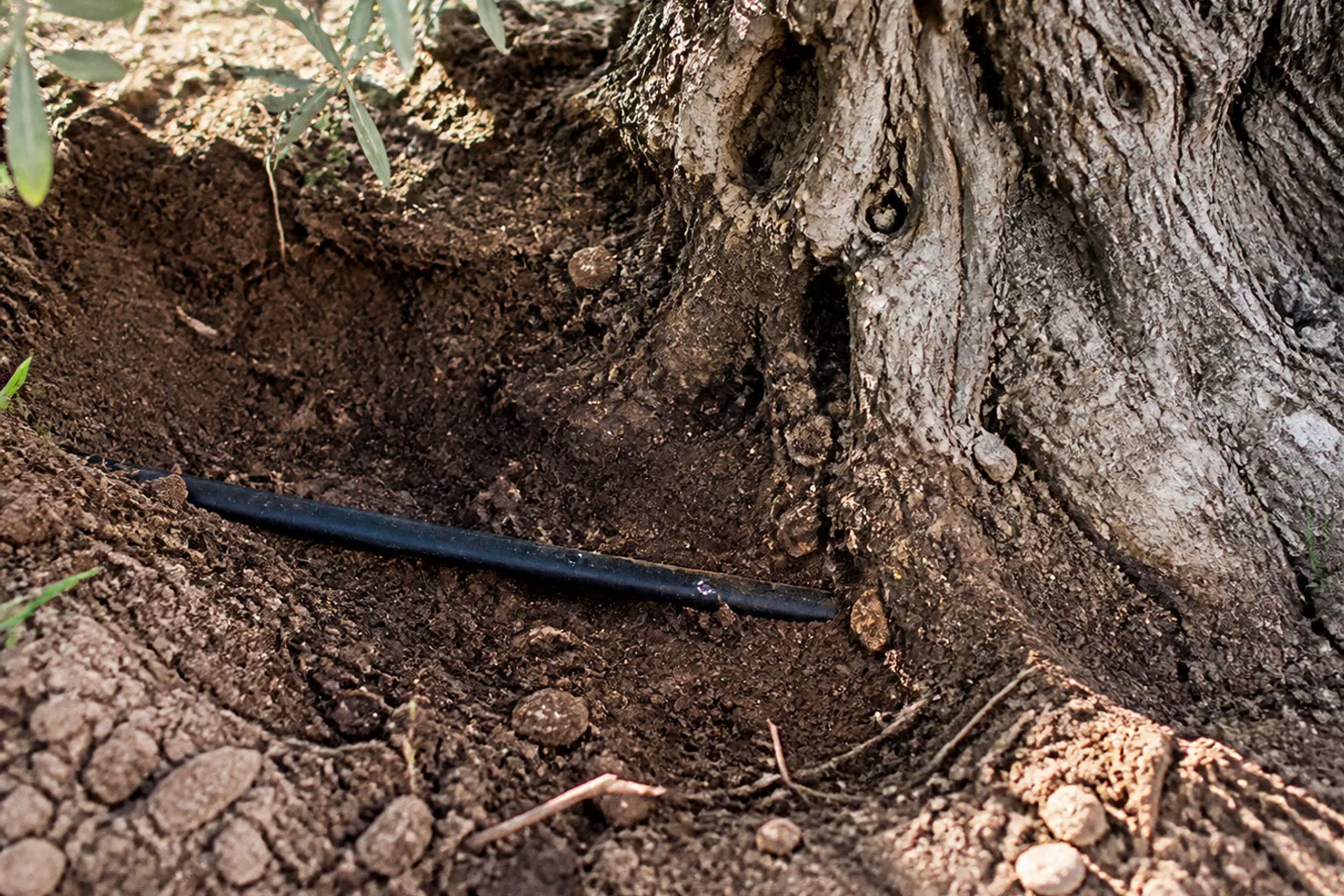 Subsurface drip irrigation: a setup plan for olive orchards