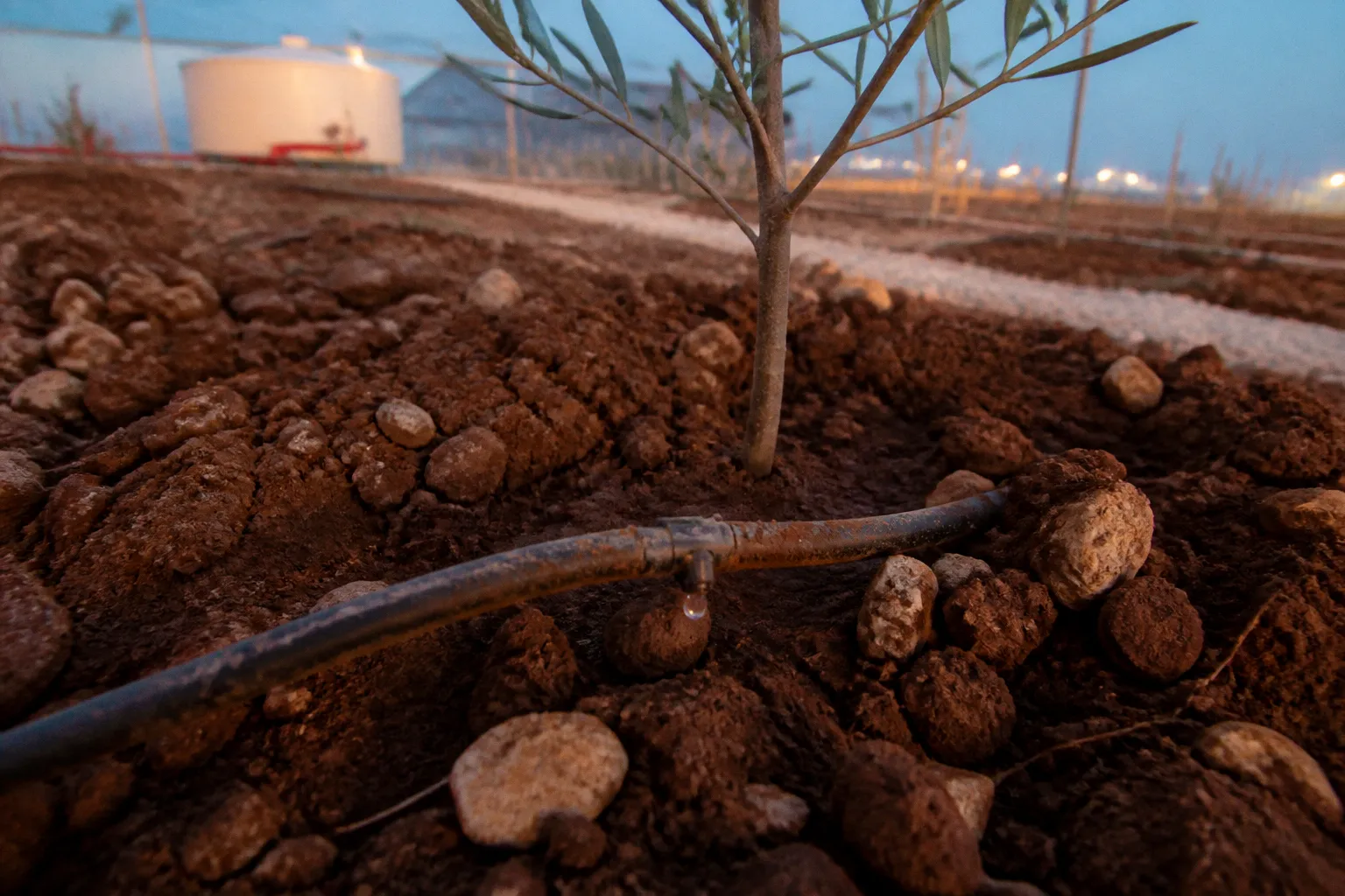 Subsurface drip irrigation setup for Lebanese orchards