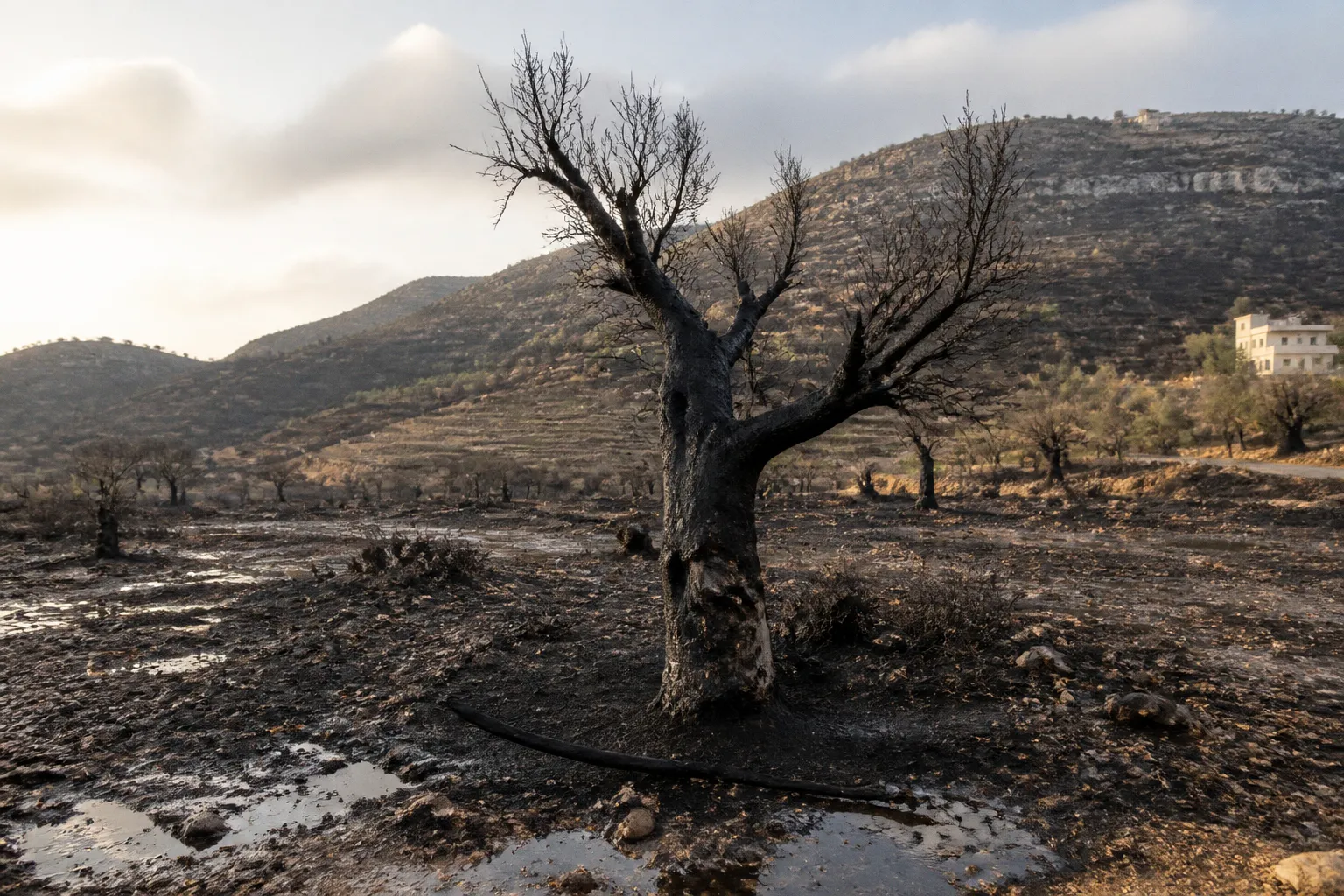 Systematic Wildfires Devastate Southern Lebanon’s Farmland and Forests