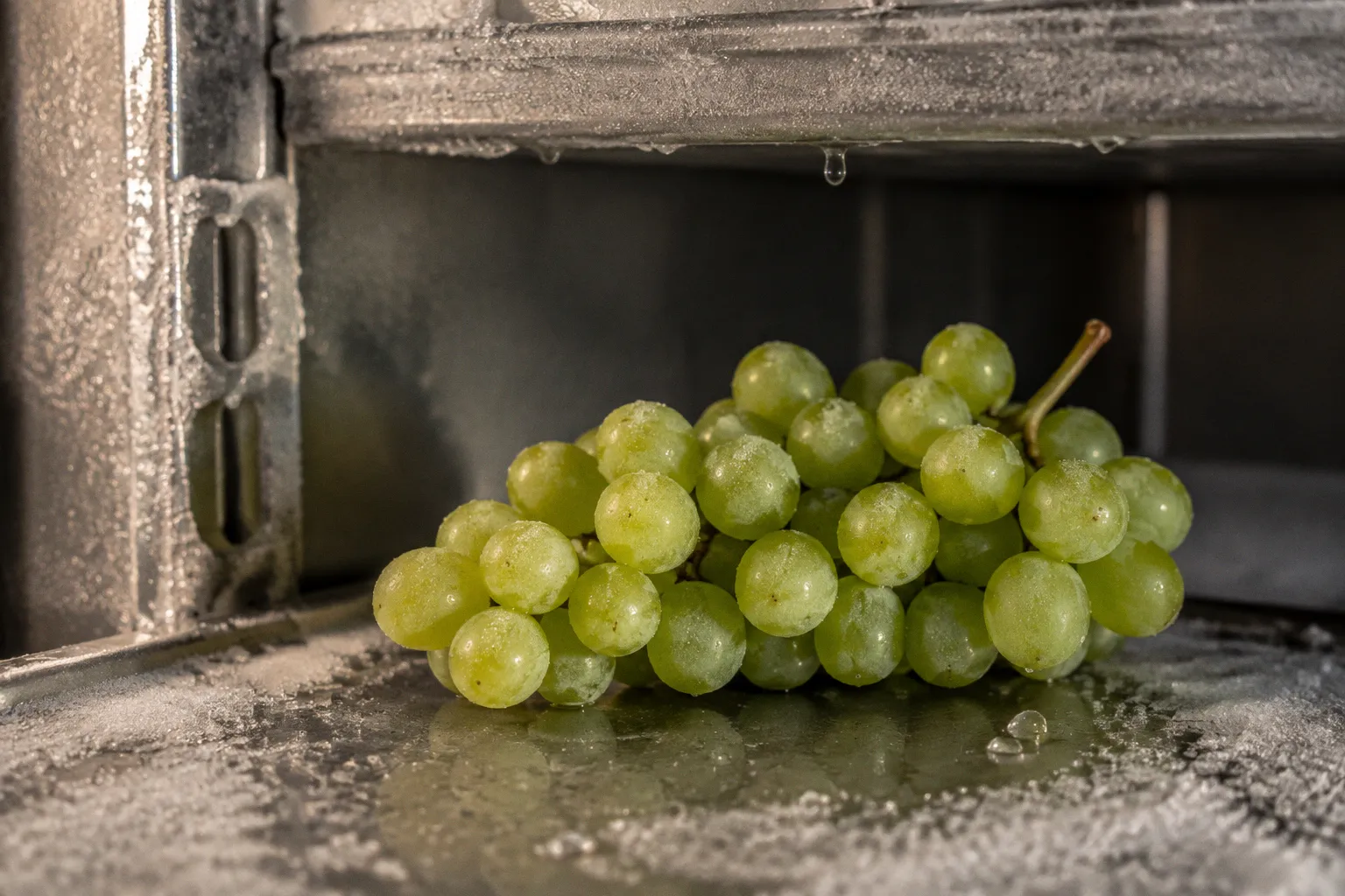 Table grape storage: 5 ways to stop harvest losses