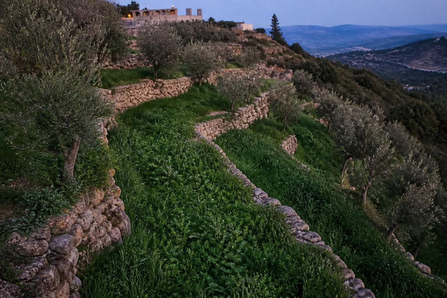 Terrace cover cropping: a soil erosion plan for Lebanon