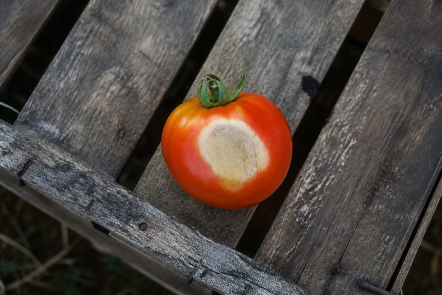 Tomato sunscald: 5 ways to protect Bekaa Valley crops